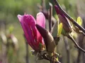 Magnolia SUSAN