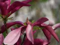 Magnolia SUSAN