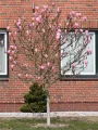 Magnolia SUSAN