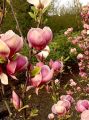 Magnolia RUSTICA RUBRA