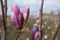 Magnolia RUSTICA RUBRA
