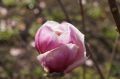 Magnolia RUSTICA RUBRA