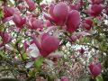 Magnolia RUSTICA RUBRA