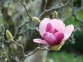 Magnolia RUSTICA RUBRA