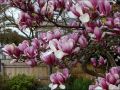Magnolia RUSTICA RUBRA