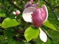 Magnolia RUSTICA RUBRA
