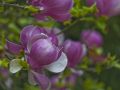 Magnolia RUSTICA RUBRA