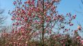 Magnolia RUSTICA RUBRA
