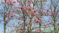 Magnolia RUSTICA RUBRA