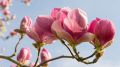 Magnolia RUSTICA RUBRA