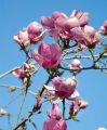 Magnolia RUSTICA RUBRA