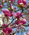 Magnolia RUSTICA RUBRA