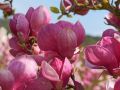 Magnolia RUSTICA RUBRA