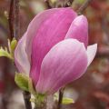 Magnolia RUSTICA RUBRA