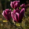 Magnolia SHIRAZZ