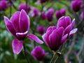 Magnolia SHIRAZZ