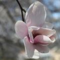 Magnolia soulangeana SPECIOSA