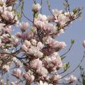 Magnolia soulangeana SPECIOSA