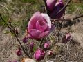 Magnolia SWEET MERLOT