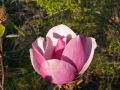 Magnolia SWEET MERLOT