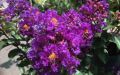 Lagerstroemia indyjska VIOLET FILLI