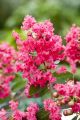 Lagerstroemia indyjska RED FILLI