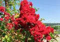 Lagerstroemia indyjska RED FILLI