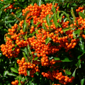 Ognik Szkarłatny ORANGE GLOW