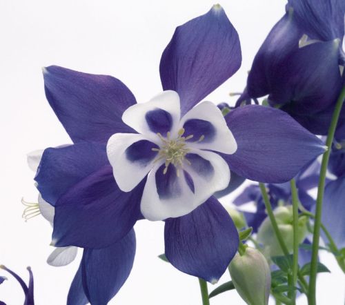 Orliec modrý SPRING MAGIC BLUE WHITE