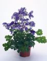 Orlik Błękitny SPRING MAGIC BLUE WHITE
