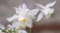 Orlik Błękitny SPRING MAGIC WHITE