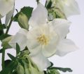 Orlik Błękitny SPRING MAGIC WHITE