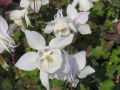 Orlik Błękitny SPRING MAGIC WHITE