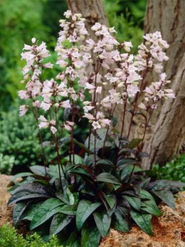 Penstemon HUSKER RED