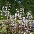 PANSTEMON PALCZASTY HUSKER RED