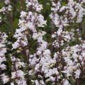 PANSTEMON PALCZASTY HUSKER RED