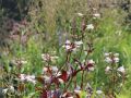 PANSTEMON PALCZASTY HUSKER RED