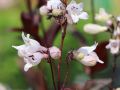 PANSTEMON PALCZASTY HUSKER RED