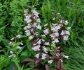 PANSTEMON PALCZASTY HUSKER RED