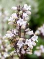 PANSTEMON PALCZASTY HUSKER RED