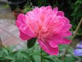Piwonia BARBARA