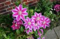 Powojnik CLEMATIS DOCTOR RUPPEL