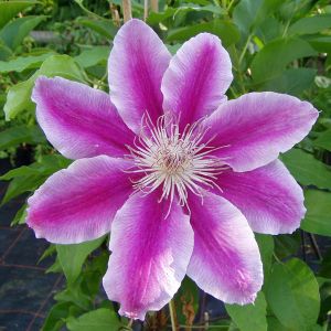 Plamienok CLEMATIS DOCTOR RUPPEL