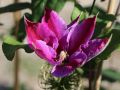 Powojnik CLEMATIS DOCTOR RUPPEL