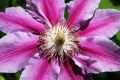 Powojnik CLEMATIS DOCTOR RUPPEL