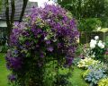 Powojnik CLEMATIS Polish Spirit