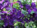 Powojnik CLEMATIS Polish Spirit