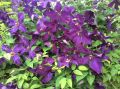 Powojnik CLEMATIS Polish Spirit