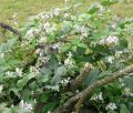 Powojnik CLEMATIS bylinowy PRAECOX