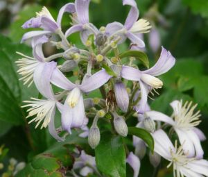 Clematis perennialis PRAECOX